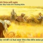 Thứ Bảy Tuần XVI Thường Niên